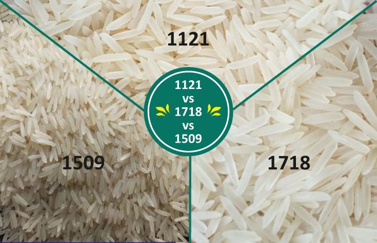 Basmati 1121 vs 1718 vs 1509